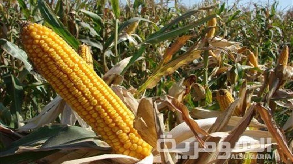 الزراعة استلام اكثر من 189 الف طن من محصول الذرة الصفراء للموسم الحالي اقتصاد