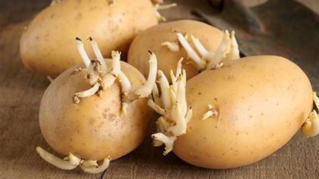 حقيقة مؤكّدة عن آثار تناول براعم البطاطا!