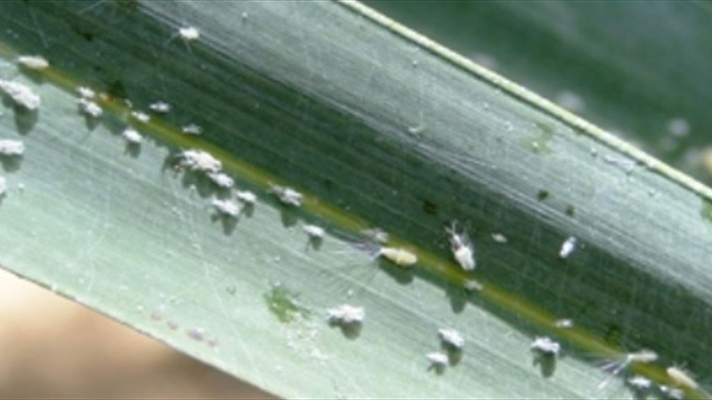 زراعة بابل تعلن الشروع بمسح ميداني لبساتين النخيل لتحديد الخريطة الوبائية لحشرة الدوباس