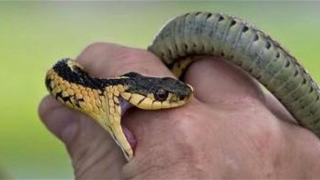 لدغة أفعى تنهي حياة أقدم صائدي الأفاعي جنوب غرب بعقوبة