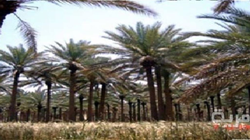 لجنة زراعة ديالى: المحافظة فقدت 40% من نخيلها