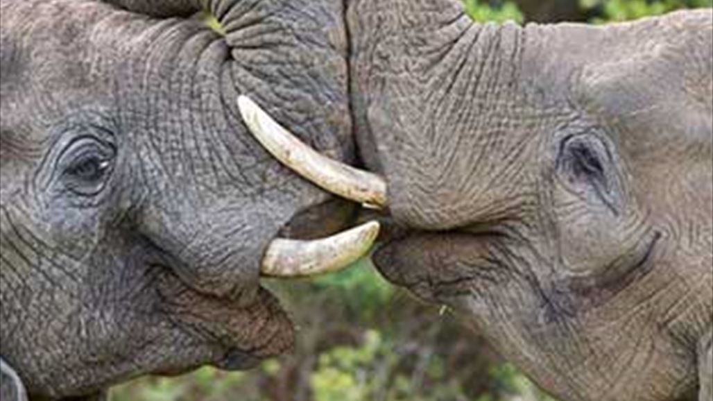 بالصور: فيلان يتبادلان القبل فى لحظة رومانسية