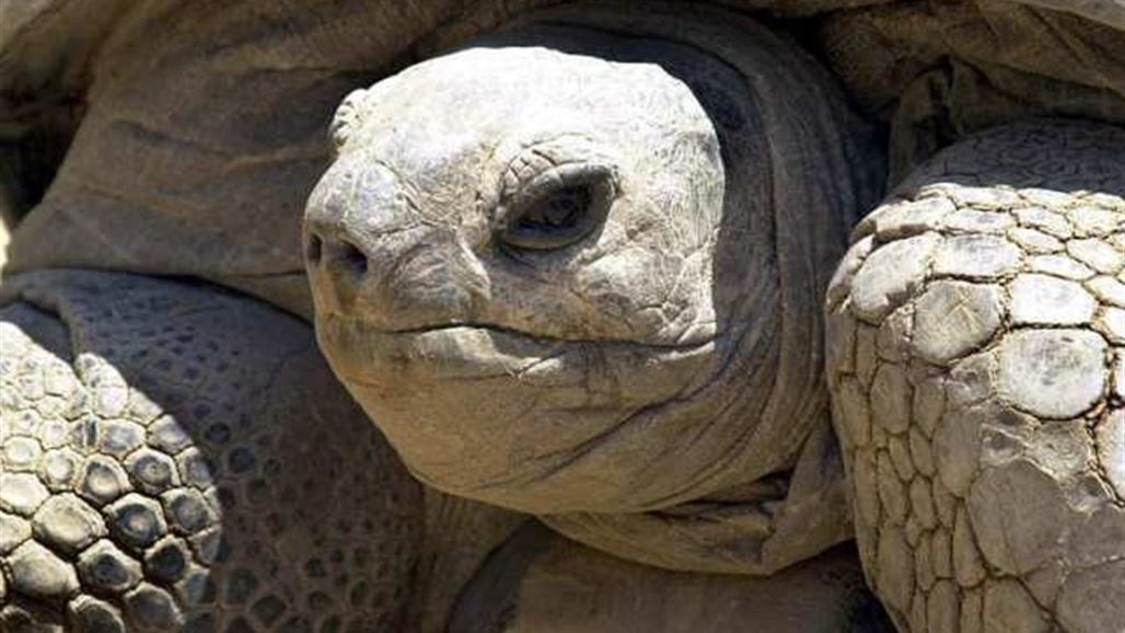 نفوق سلحفاة الملك فاروق ثاني أكبر حيوان على وجه الأرض بمصر