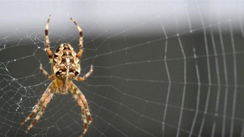 باحثون يبتكرون شبكة عنكبوت يمكنها التقاط طائرة أثناء سقوطها
