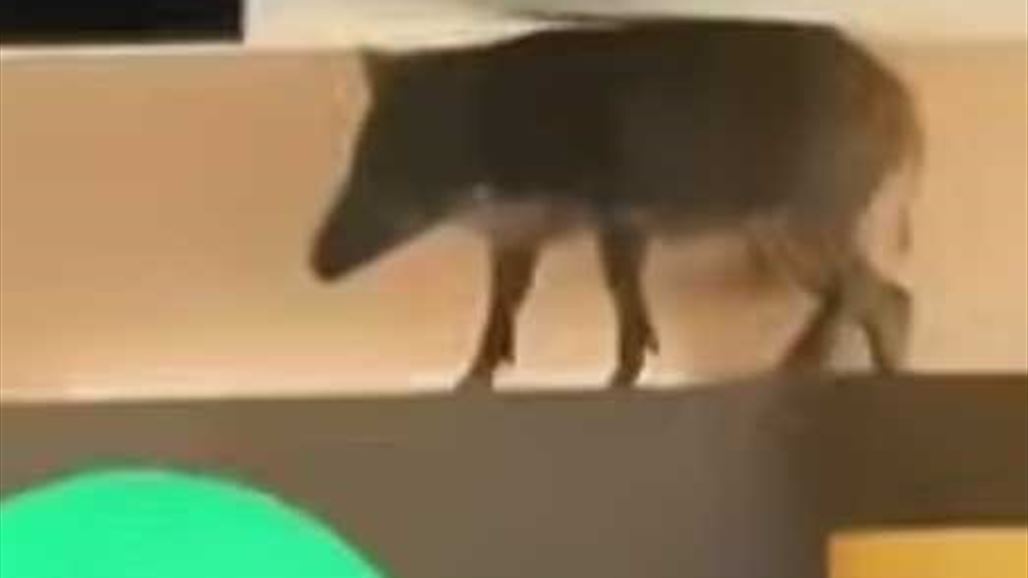 هكذا اقتحم خنزيران بريان سقف مول تجاري
