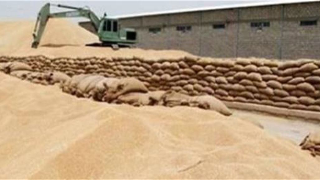 بابل تطالب التجارة بفتح منافذ إضافية لتسويق الحنطة وتتوقع وصول الإنتاج للاكتفاء الذاتي