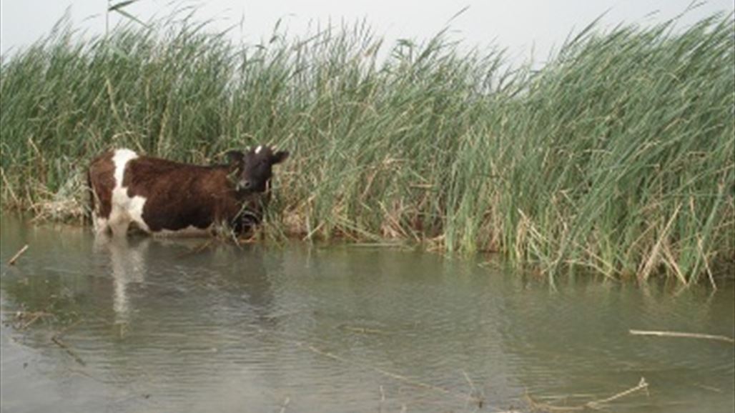ذي قار تحذر من تأثير الجفاف على ادراج اهوار الناصرية ضمن لائحة التراث العالمي