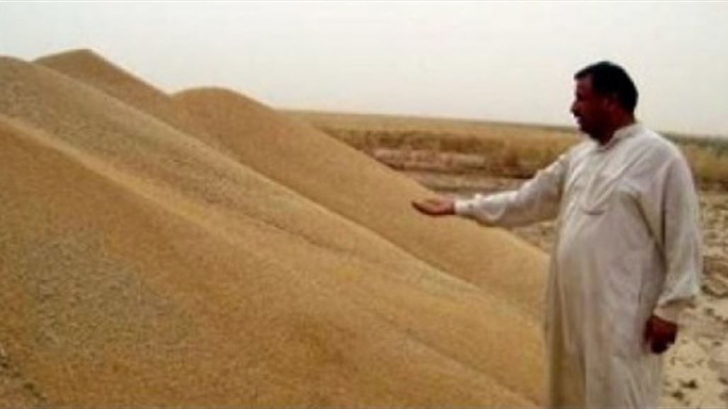 التجارة: الكميات المسوقة من الحنطة المحلية تجاوزت المليوني طن