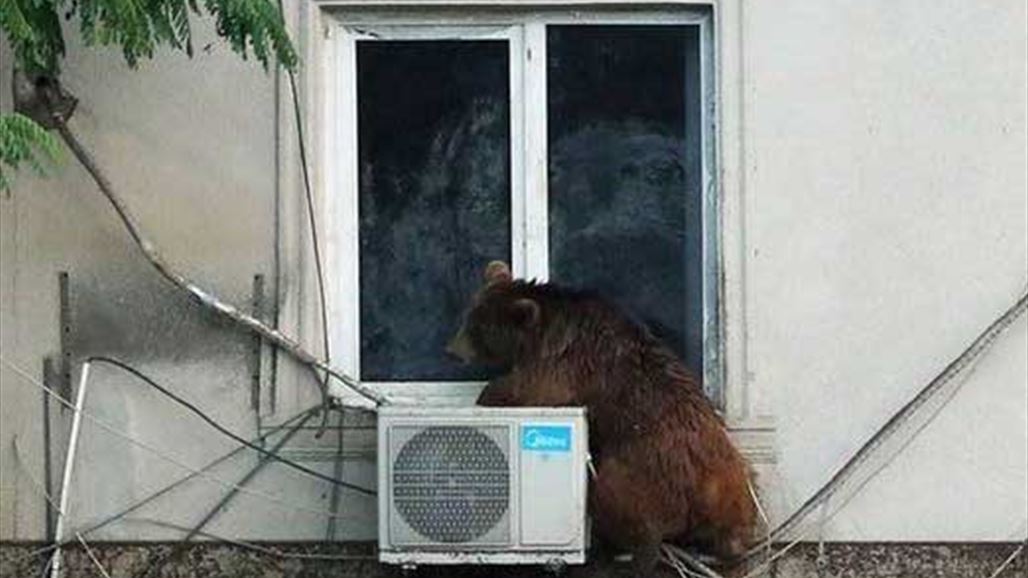 بالصور : حيوانات مفترسة تجتاح شوارع جورجيا