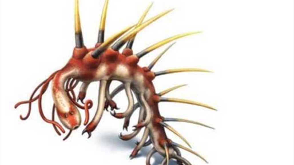 الكشف عن رأس كائن بحري منقرض قبل 500 مليون عام