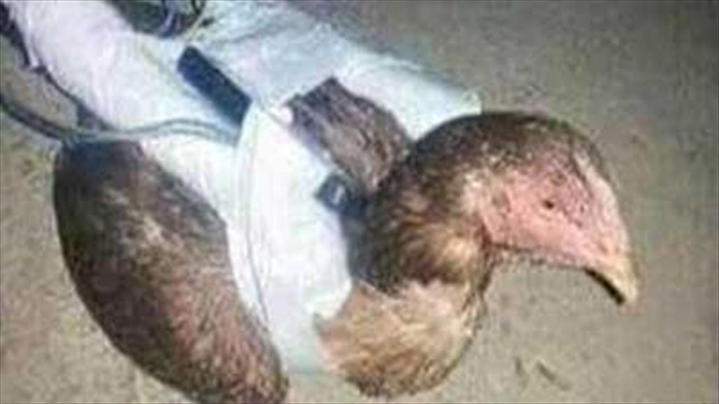 آخر أسلحة داعش "الدجاج الانتحاري"