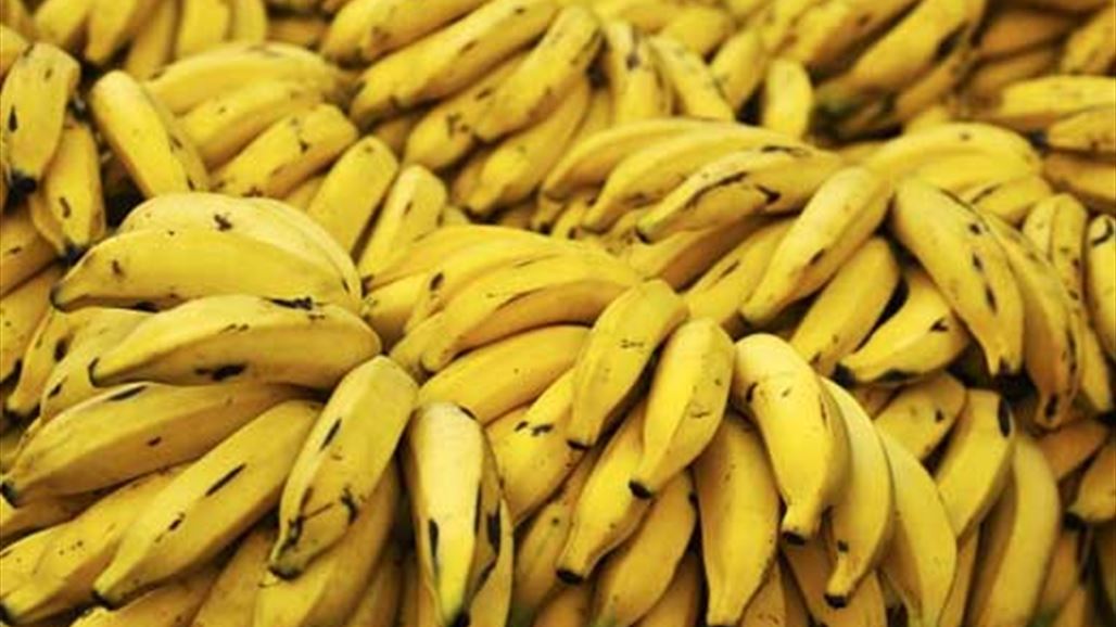 هل تنقرض فاكهة الموز مرة جديدة؟