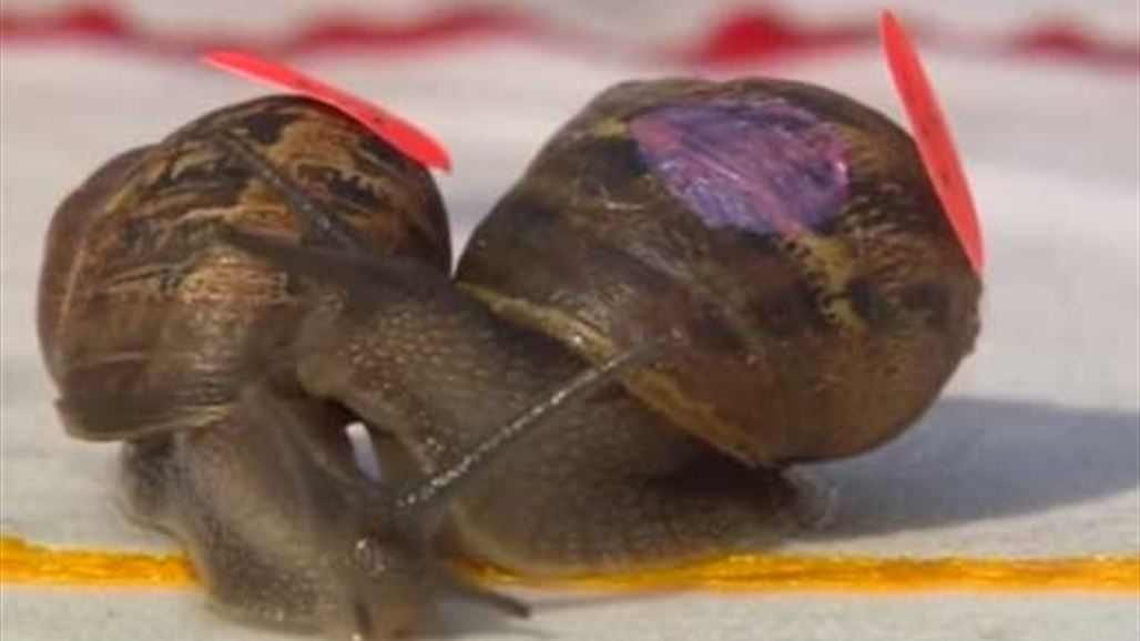  174 حلزونا يدخلون في سباق للسرعة