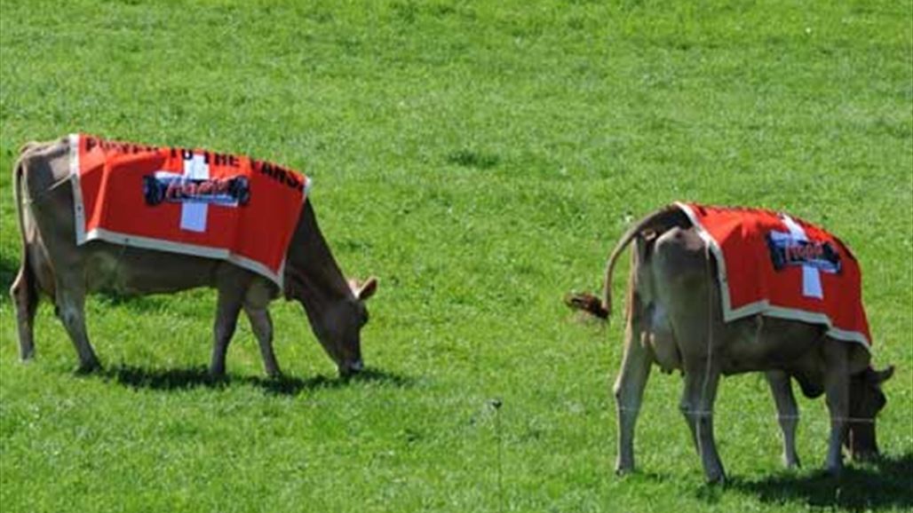 الابقار تدفع سويسرا للاعتذار من فرنسا