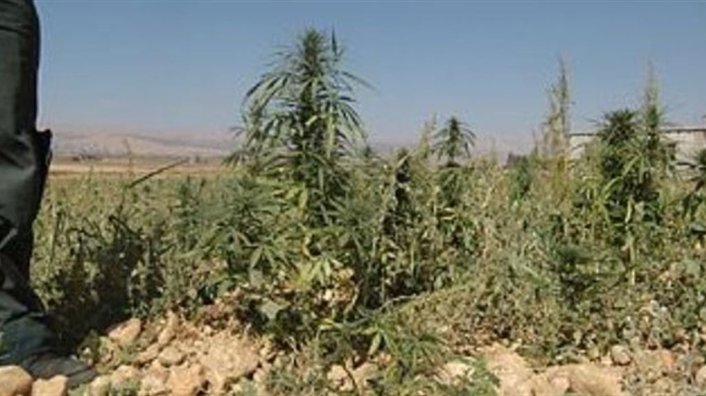 مسؤول كردي: داعش أنشأ مزارع حشيش جنوب الموصل