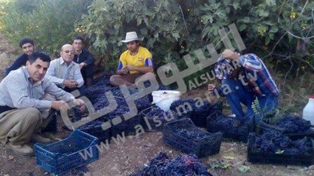 عناقيد العنب تكثف حضورها في دهوك