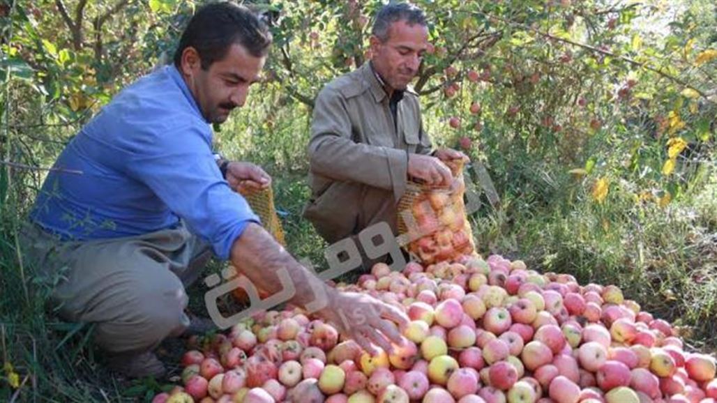 تفاح دهوك يترقب ازدهاراً بعد العناية والحماية