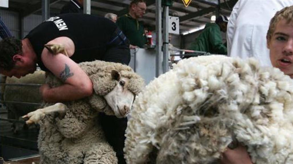 خروف "هارب" يحقق رقما قياسيا بالصوف