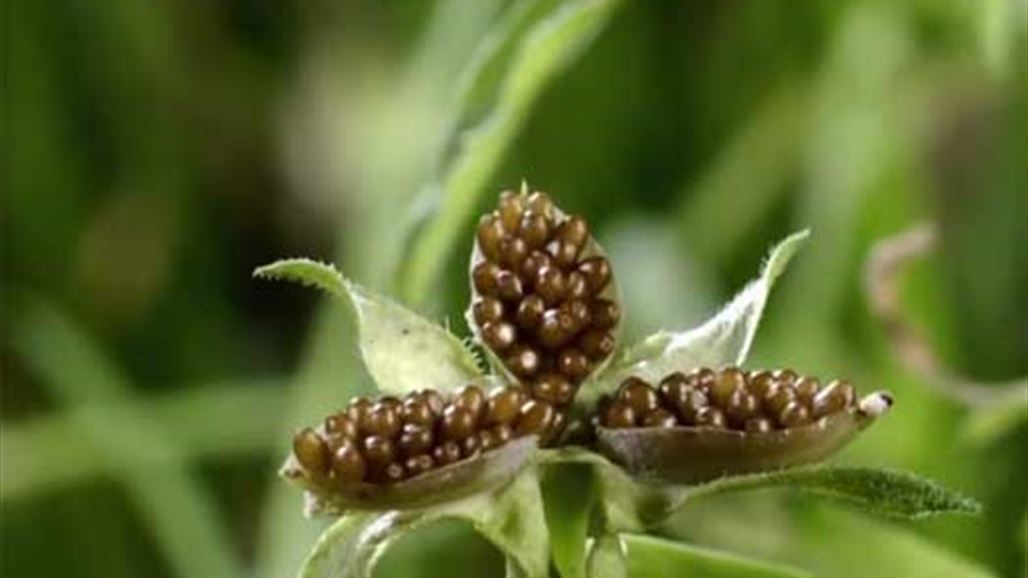 نباتات تُفجر نفسها كألعاب نارية