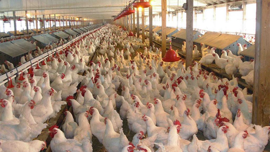 مشروع دواجن الديوانية: مدير المصرف الزراعي يعرقل منح قرض لنا ونناشد العبادي بالتدخل