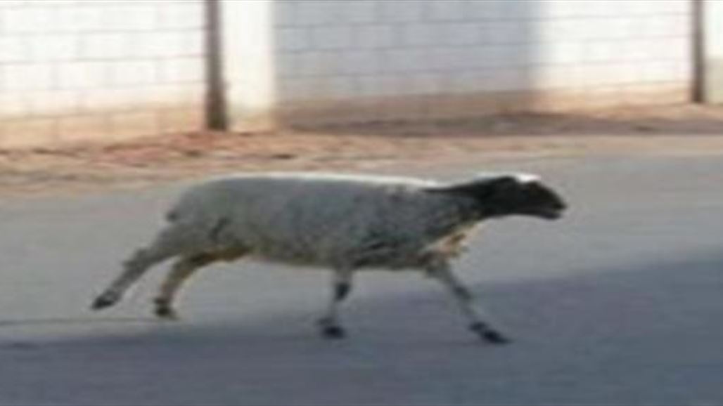 خروف يهرب من سكين جزار ليلقى مصرعه دهساً في بعقوبة