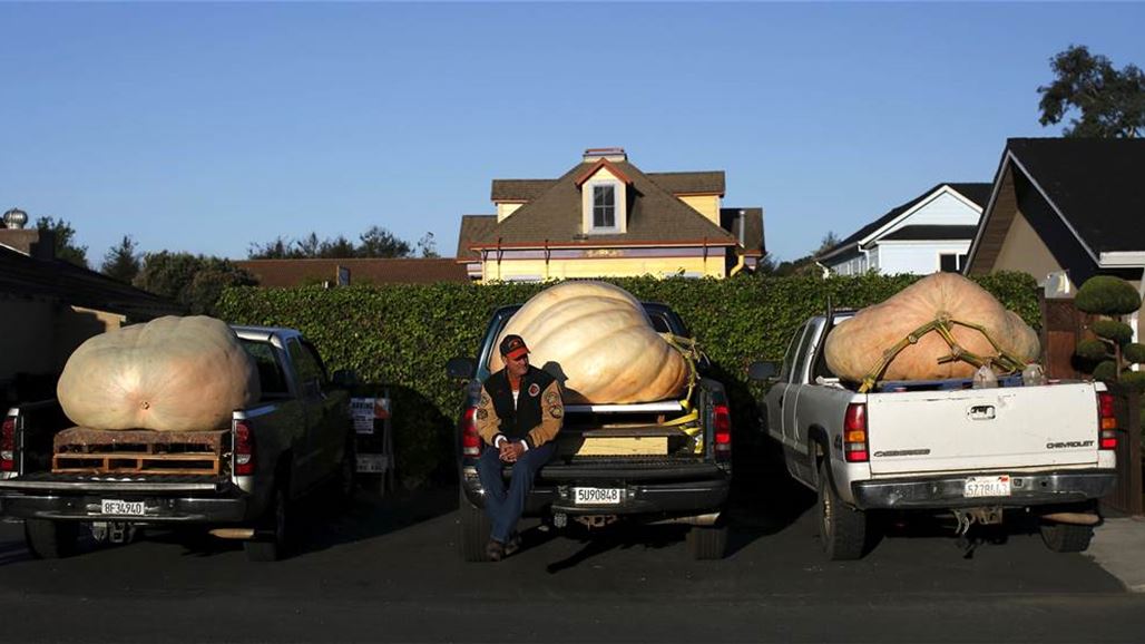 بالصور اليقطينة الأضخم في العالم تزن 893 كلغ