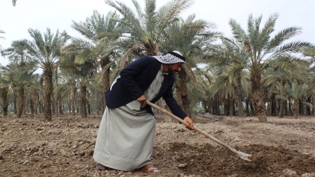 أبي الخصيب:  50% من الأراضي الزراعية بالقضاء تم تجريفها وآلاف النخيل هلكت