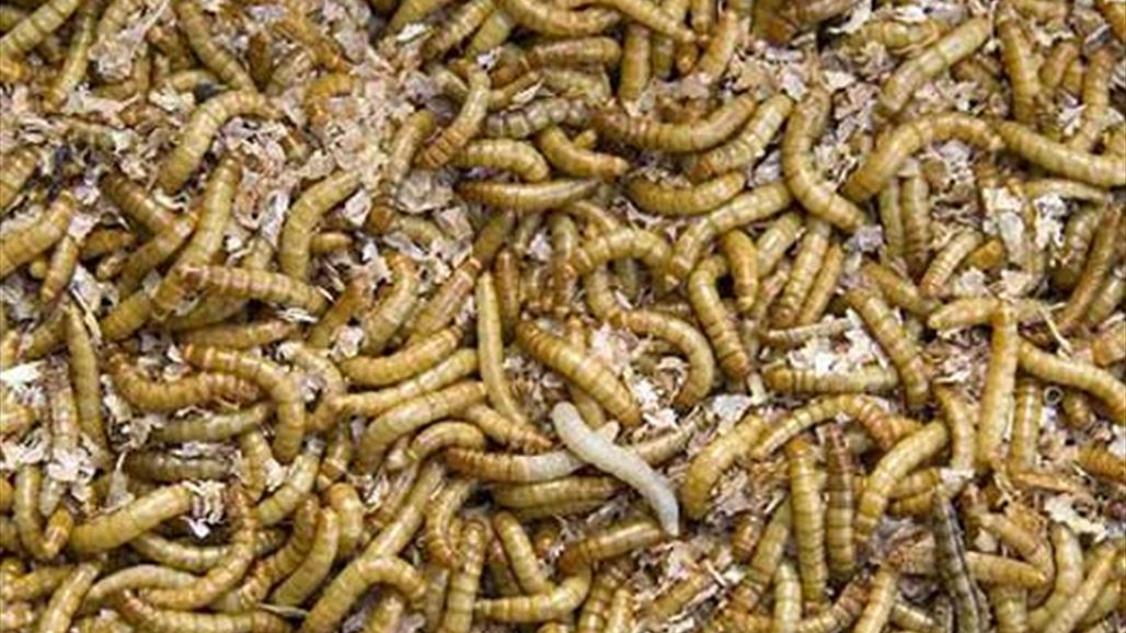 ديدان ستنقذ العالم من كارثة بيئية