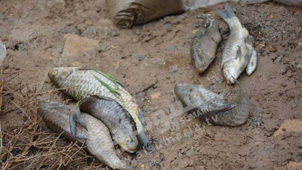 بيئة ديالى تعلن نفوق أعداد كبيرة من الأسماك في المحافظة لأسباب مجهولة