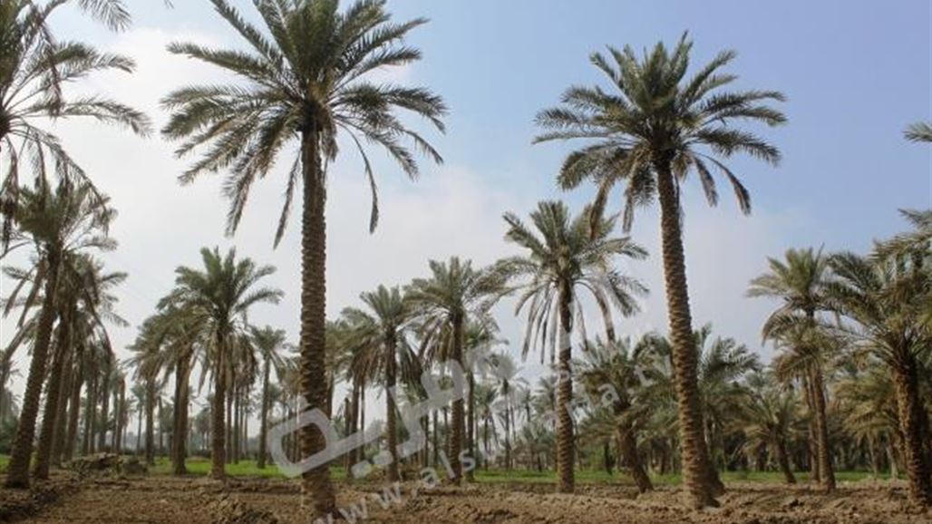 السوسة الحمراء.. تهديد جديد يواجه زراعة النخيل في البصرة