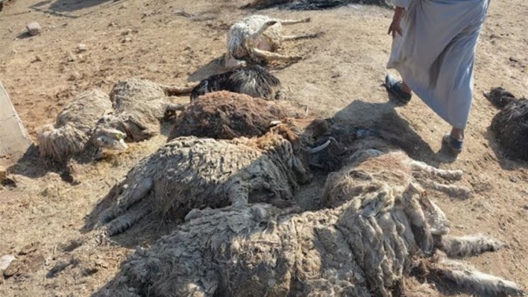 ديالى تشكل لجنة لاحصاء اضرار القطاع الزراعي والحيواني بعد السيول الايرانية