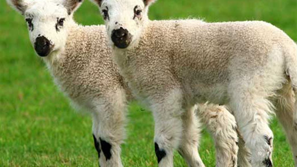 الصين تسعى لبناء أضخم مركز لاستنساخ الحيوانات