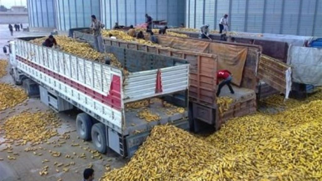 كركوك تعلن تسويق أكثر من عشرة آلاف طن من الذرة الصفراء