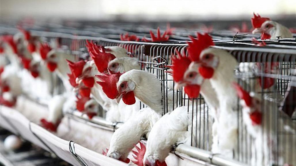 العراق يمنع استيراد الطيور من 25 دولة