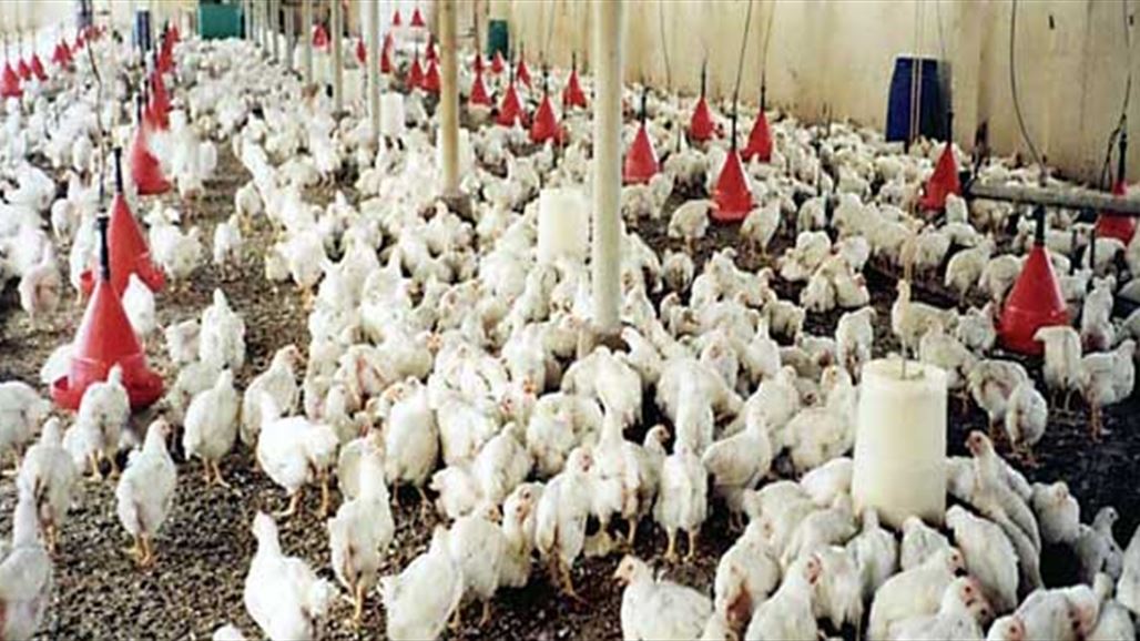 اللجنة العليا لانفلونزا الطيور تقرر منع ادخال البيض والدواجن من كردستان