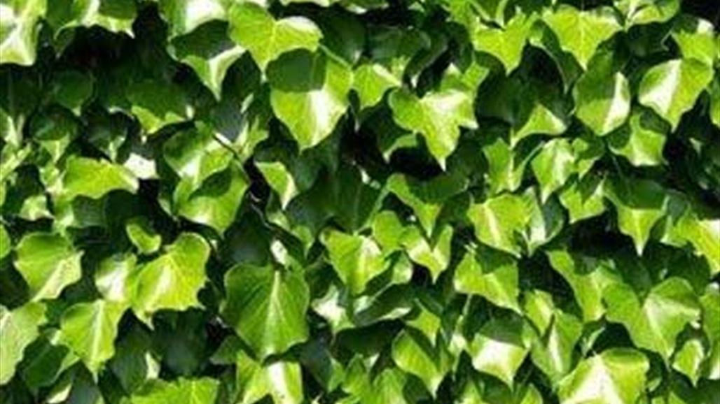 4  نباتات تساعدك على الاسترخاء!