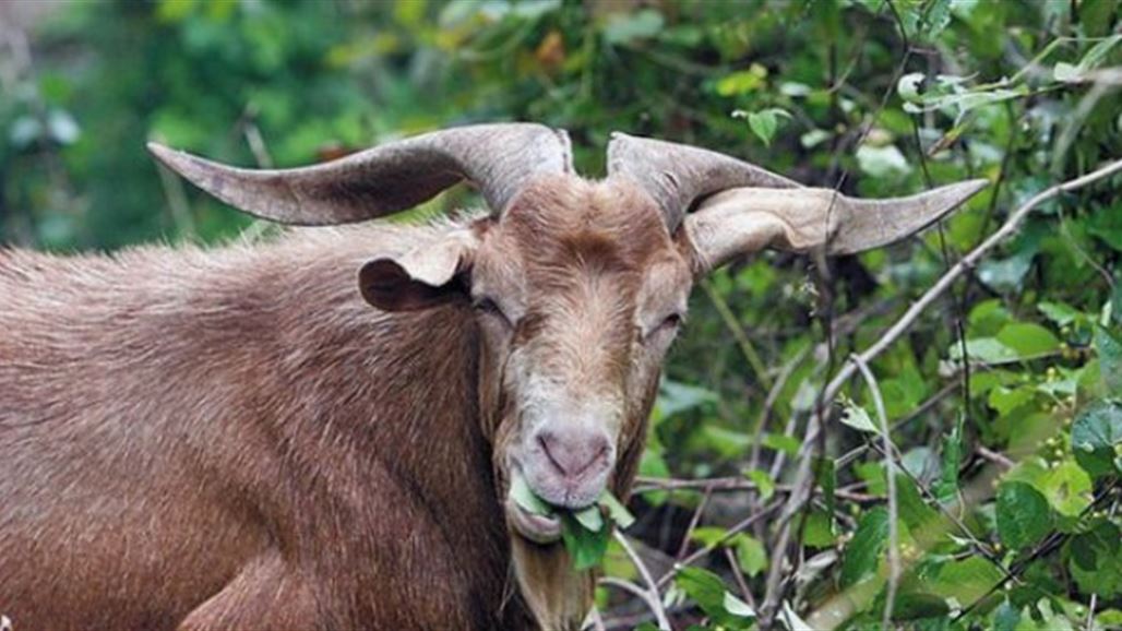 الشرطة الهندية تعتقل ماعزاً "مذنباً"