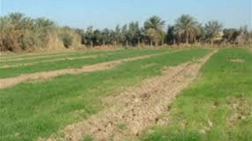 زراعة بابل تباشر بزراعة المحاصيل التحويلية