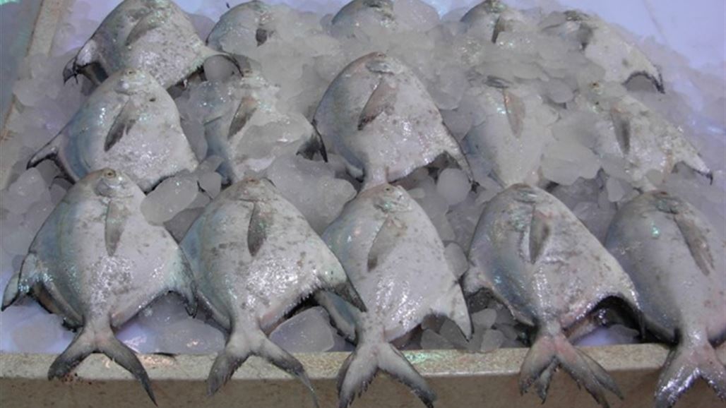 الكويت تفك شيفرة السمك الزبيدي