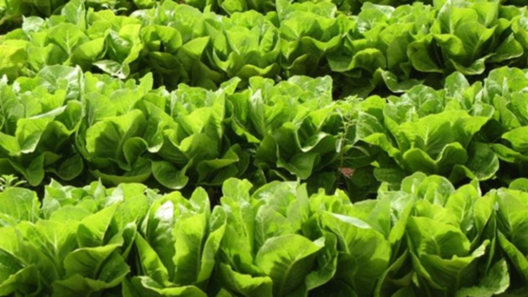 روسيا تمنع دخول شحنة خس مصري "موبوءة" لأراضيها