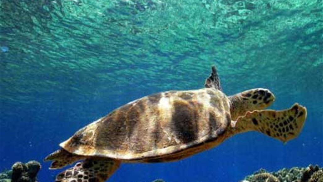 صوت من أعماق المحيطات يغيّر مفاهيم العلماء