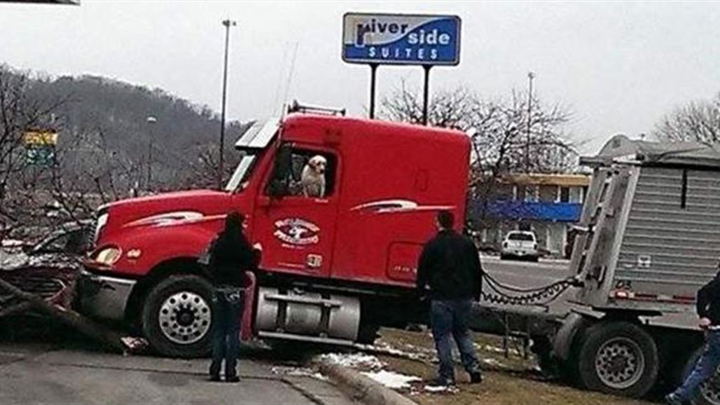 كلب يقود شاحنة صاحبه ويثير صدمة في ولاية أمريكية