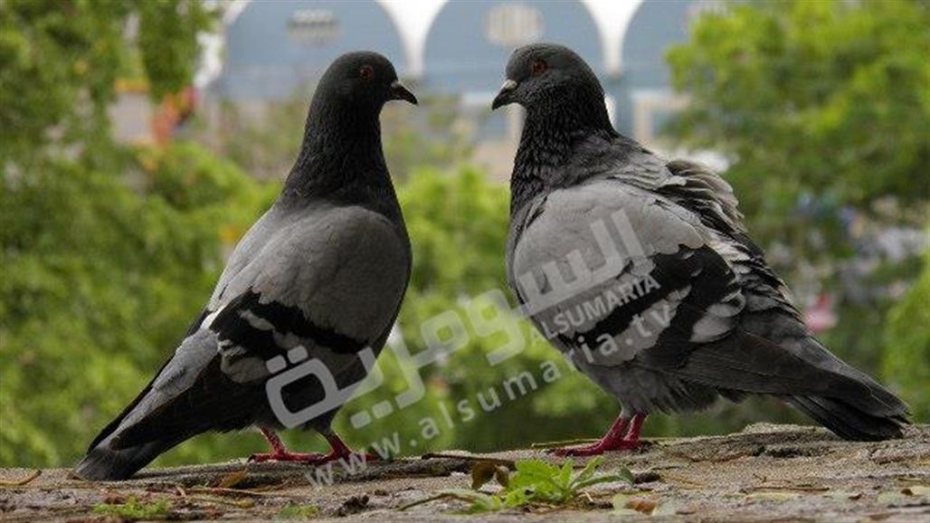 الآف طيور الزاجل تنطلق من الفاو لخمس محافظات ضمن مسابقة وطنية كبرى