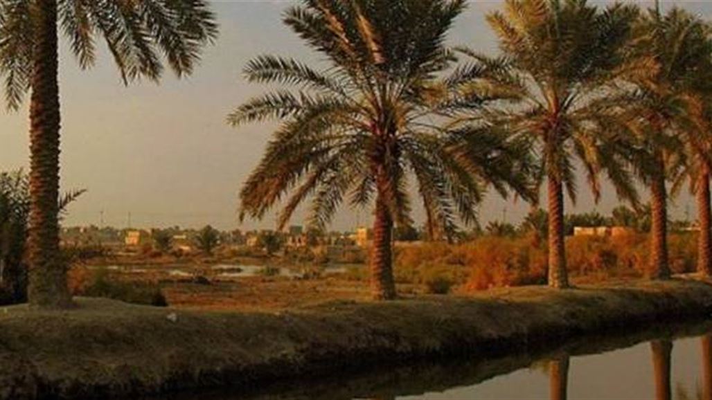 زراعة بابل تعلن ظهور اصابات شديدة بمرض "الدوباس" في نخيل المسيب