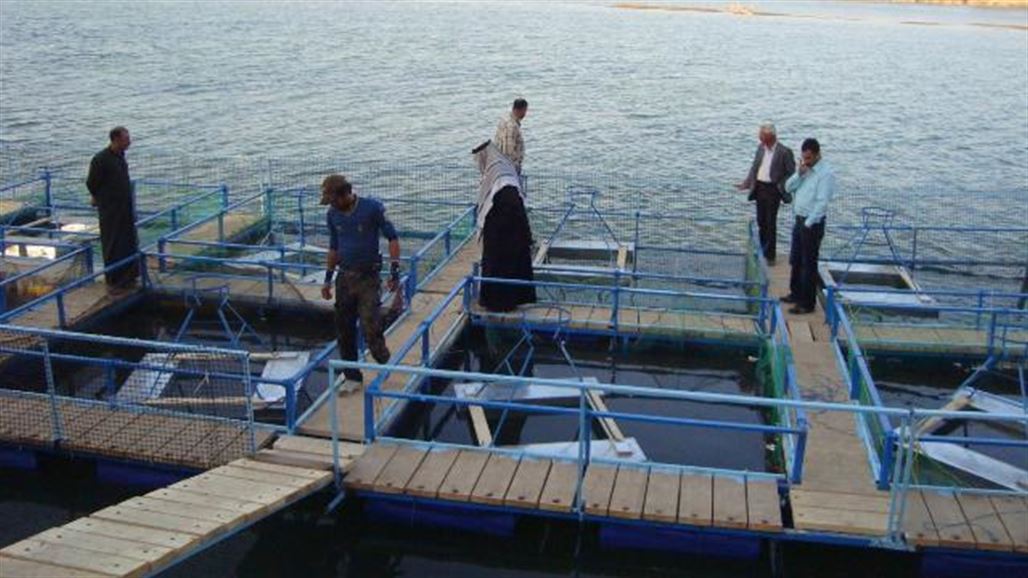 مجلس المسيب ينذر 120 قفصا عائما لتربية الاسماك بسبب مخالفتها للضوابط