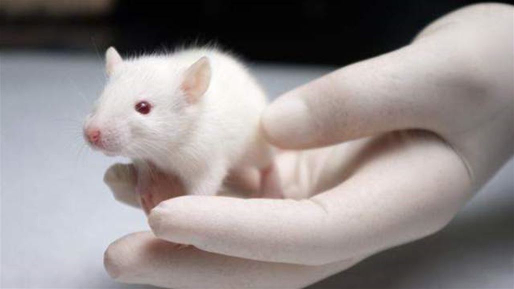 علماء يرجعون ذاكرة فئران تجارب عبر الضوء