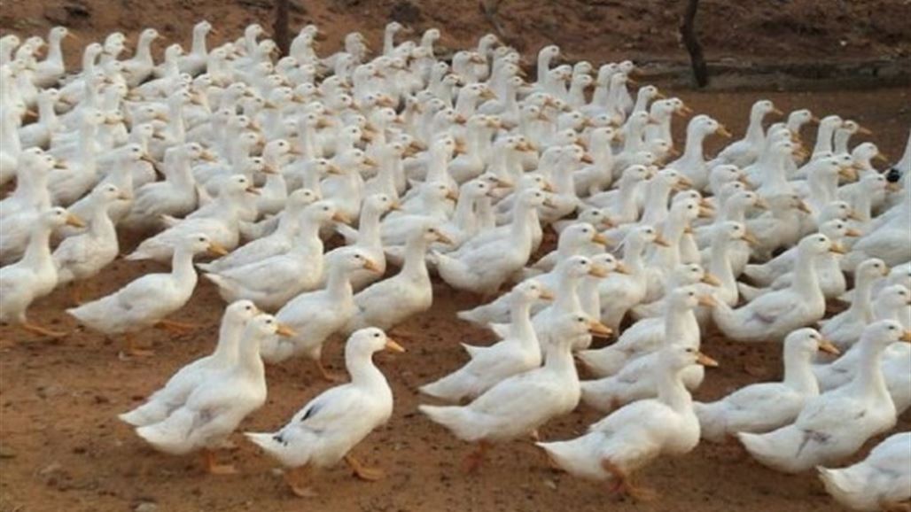 كوريا الجنوبية تعدم اكثر من 11 الف بط بمزرعة قرب العاصمة