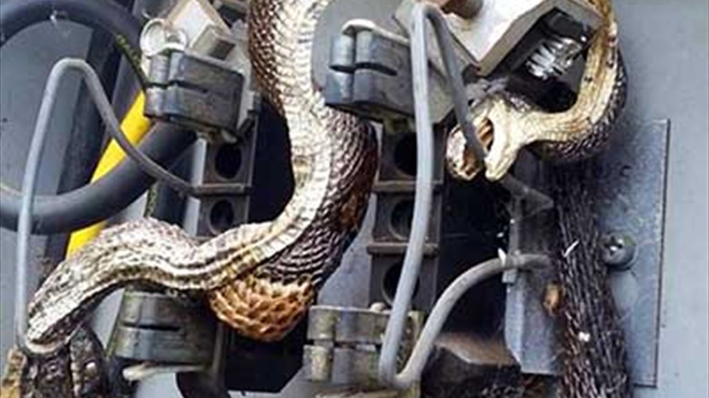 فتحوا الصندوق فوجدوا ثعابين مقليّة!