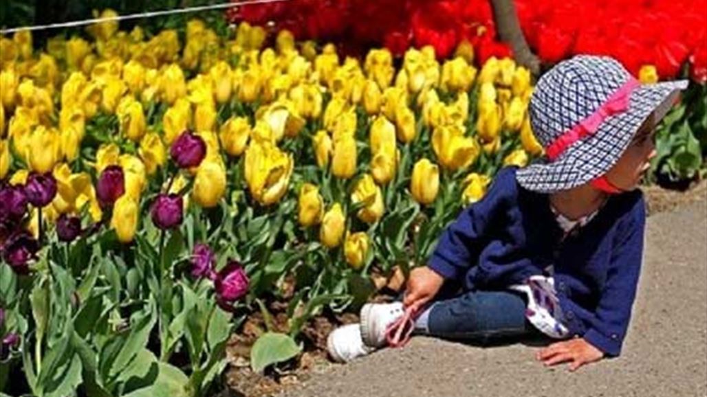 تذكر رائحة والدته بزرع 30 ألف زهرة توليب
