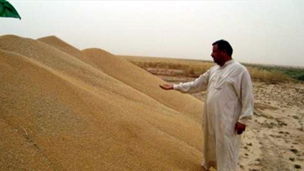 زراعة بابل: التجارة اتخذت ضوابط مشددة لتسويق الحنطة